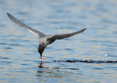 Black Tern - Chlidonias niger (Zwarte Stern)