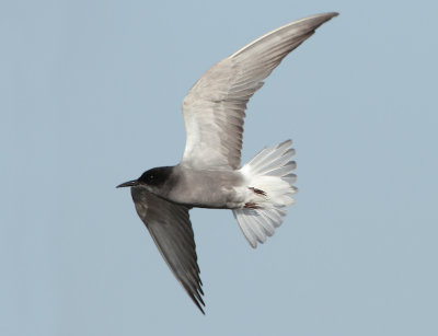 Black Tern - Chlidonias niger (Zwarte Stern)