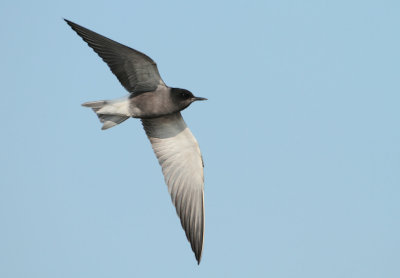 Black Tern - Chlidonias niger (Zwarte Stern)