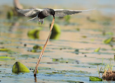 Black Tern - Chlidonias niger (Zwarte Stern)