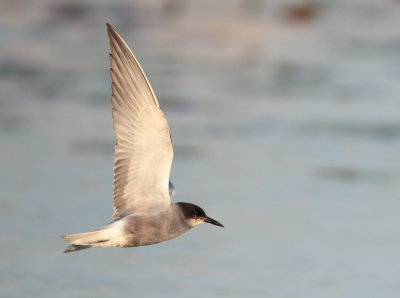 Black Tern - Chlidonias niger (Zwarte Stern)