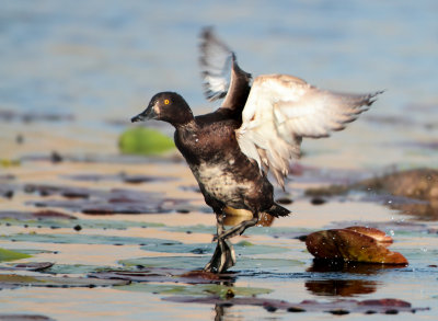 Tufted Duck - Aythya fuligula (Kuifeend)