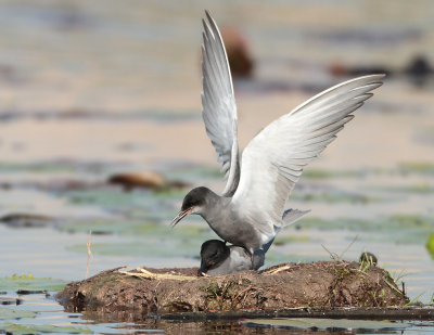 Black Tern - Chlidonias niger (Zwarte Stern)
