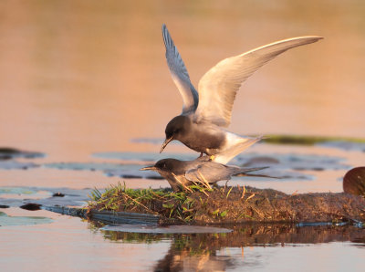 Black Tern - Chlidonias niger (Zwarte Stern)