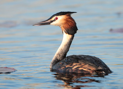 Great Crested Grebe - Podiceps cristatus