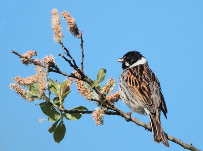 Reed Bunting - Emberiza schoeniclus (Rietgors)