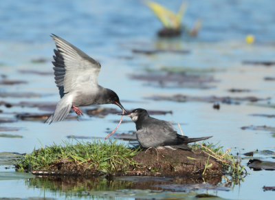 Black Tern - Chlidonias niger (Zwarte Stern)