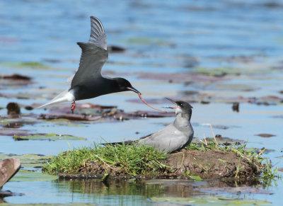 Black Tern - Chlidonias niger (Zwarte Stern)