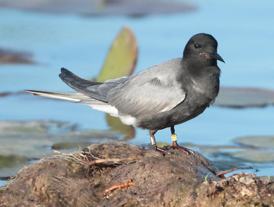 Black Tern - Chlidonias niger (Zwarte Stern)