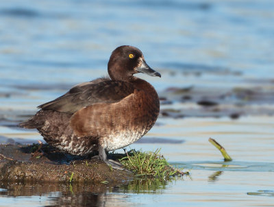 Tufted Duck - Aythya fuligula (Kuifeend)