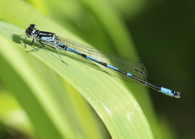 Variabele Waterjuffer - Coenagrion pulchellum 