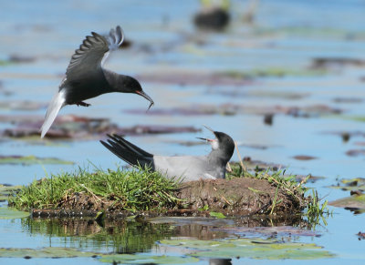Black Tern - Chlidonias niger (Zwarte Stern)