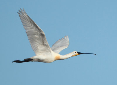 Eurasian Spoonbill - Platalea leucorodia (Lepelaar)