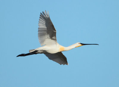 Eurasian Spoonbill - Platalea leucorodia (Lepelaar)