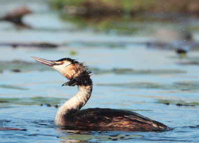 Great Crested Grebe - Podiceps cristatus (Fuut)