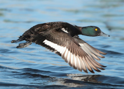 Tufted Duck - Aythya fuligula (Kuifeend)