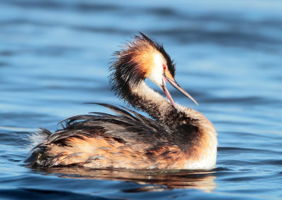 Great Crested Grebe - Podiceps cristatus (Fuut)