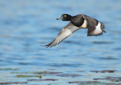 Tufted Duck - Aythya fuligula (Kuifeend)