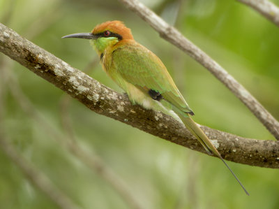 Green Bee-eater - Merops orientalis ferrugineus (Kleine Groene Bijeneter)