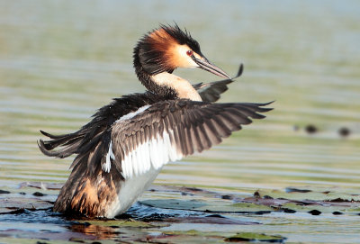 Great Crested Grebe - Podiceps cristatus (Fuut)