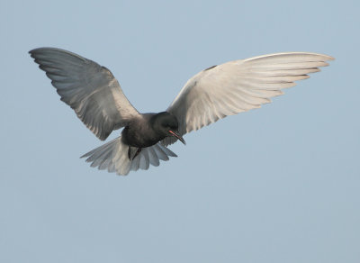Black Tern - Chlidonias niger (Zwarte Stern)