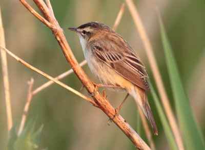 Sedge Warbler - Acrocephalus schoenobaenus (Rietzanger)