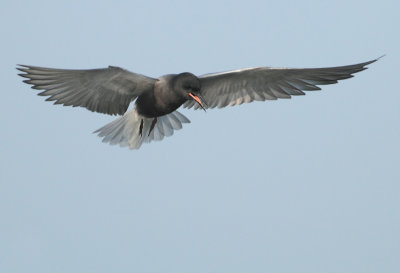 Black Tern - Chlidonias niger (Zwarte Stern)