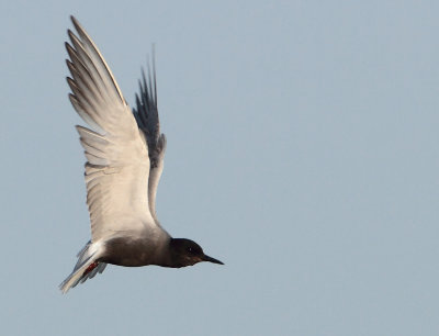 Black Tern - Chlidonias niger (Zwarte Stern)