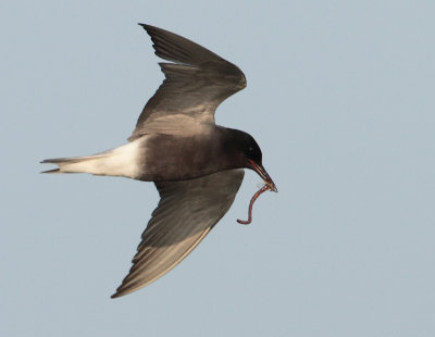 Black Tern - Chlidonias niger (Zwarte Stern)