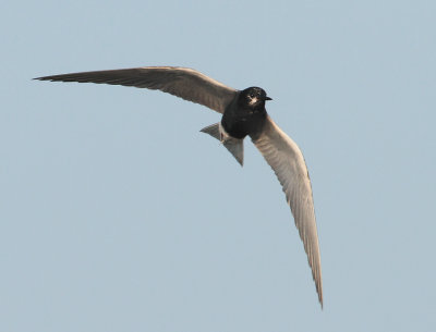 Black Tern - Chlidonias niger (Zwarte Stern)