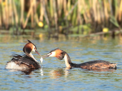 Great Crested Grebe - Podiceps cristatus (Fuut)