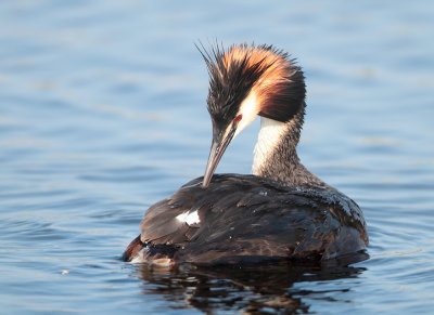 Great Crested Grebe - Podiceps cristatus (Fuut)