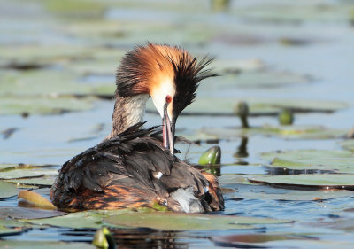 Great Crested Grebe - Podiceps cristatus (Fuut)