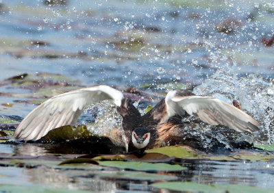 Great Crested Grebe - Podiceps cristatus (Fuut)