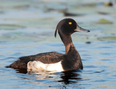 Tufted Duck - Aythya fuligula (Kuifeend)