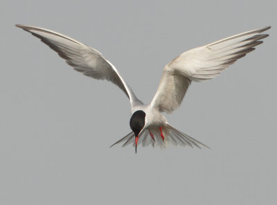 Common Tern - Sterna hirundo (Visdief)