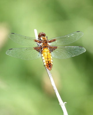 Libellula depressa (Linnaeus, 1758)