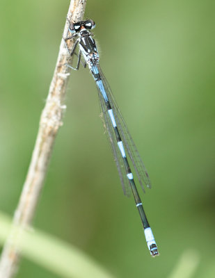 Variabele Waterjuffer - Coenagrion pulchellum 
