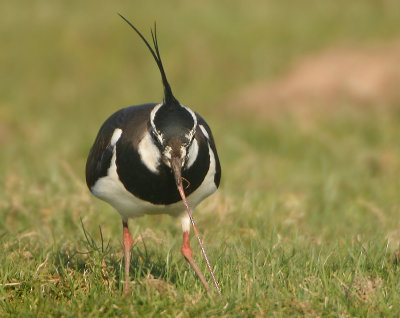 Northern Lapwing -Vanellus vanellus (Kievit)