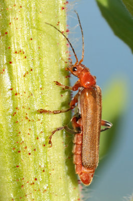 Cantharis livida (Linnaeus, 1758)