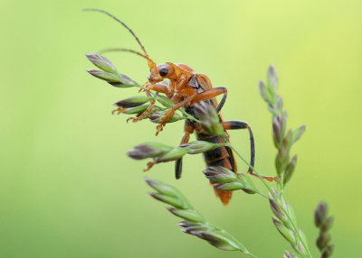 Cantharis livida (Linnaeus, 1758)