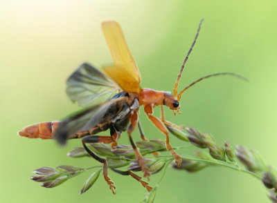 Cantharis livida (Linnaeus, 1758)