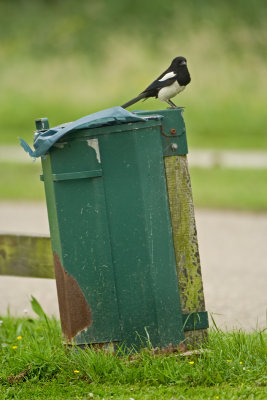 Eurasian Magpie - Pica pica (Ekster)