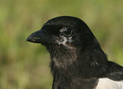 Eurasian Magpie - Pica pica (Ekster)