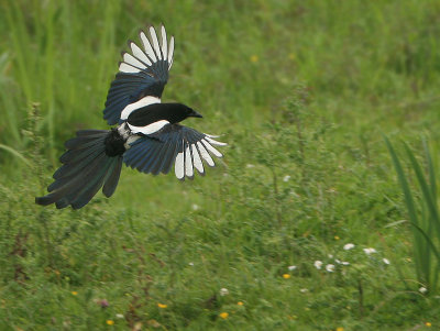 Eurasian Magpie - Pica pica (Ekster)
