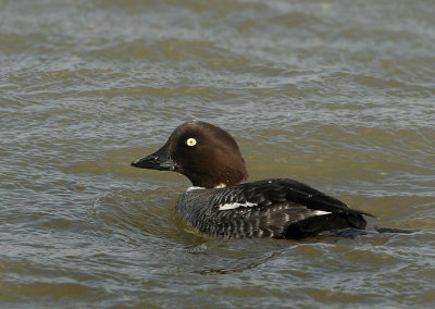 Common Goldeneye - Bucephala clangula (Brilduiker)