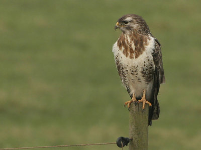 Common Buzzard - Buteo buteo buteo (Buizerd)