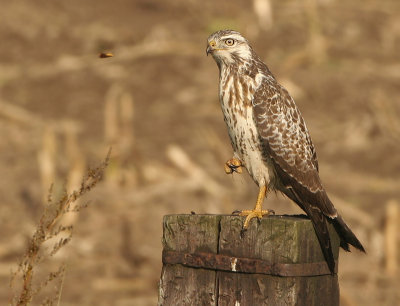 Common Buzzard - Buteo buteo (Buizerd)