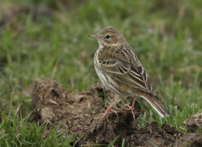 Meadow Pipit - Anthus pratensis (Graspieper)