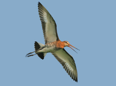 Black-tailed Godwit - Limosa limosa limosa (Grutto)